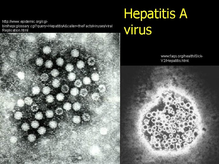 http: //www. epidemic. org/cgibin/hepcglossary. cgi? query=Hepatitis. A&caller=the. Facts/viruses/viral Replication. html Hepatitis A virus www.