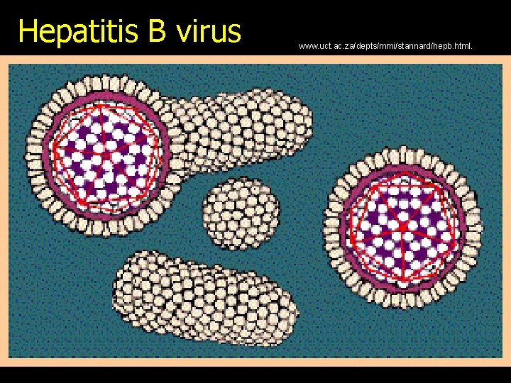 Hepatitis B virus www. uct. ac. za/depts/mmi/stannard/hepb. html. 