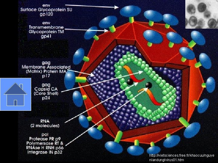 http: //vietsciences. free. fr/khaocuu/nguye nlandung/virus 01. htm 