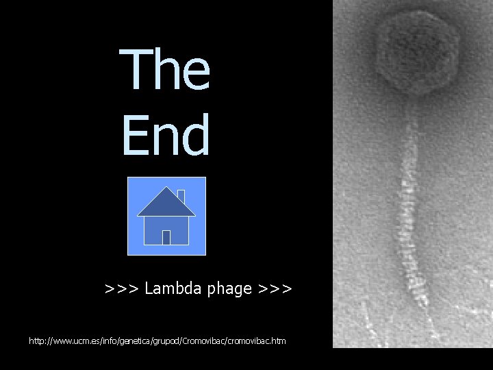 The End >>> Lambda phage >>> http: //www. ucm. es/info/genetica/grupod/Cromovibac/cromovibac. htm 