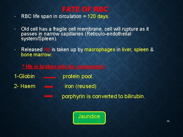 FATE OF RBC • RBC life span in circulation = 120 days. • Old FATE OF RBC • RBC life span in circulation = 120 days. • Old