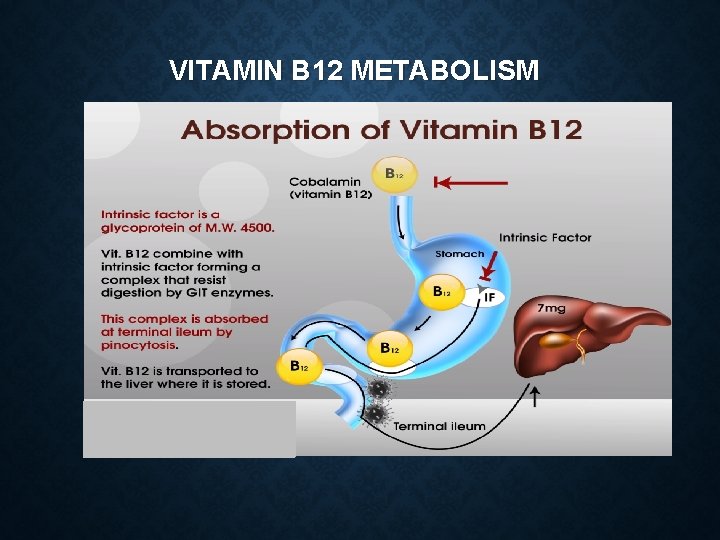 VITAMIN B 12 METABOLISM  VITAMIN B 12 METABOLISM