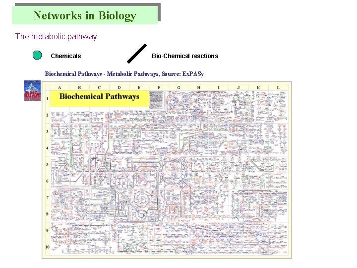 Networks in Biology The metabolic pathway Chemicals Bio-Chemical reactions Biochemical Pathways - Metabolic Pathways,