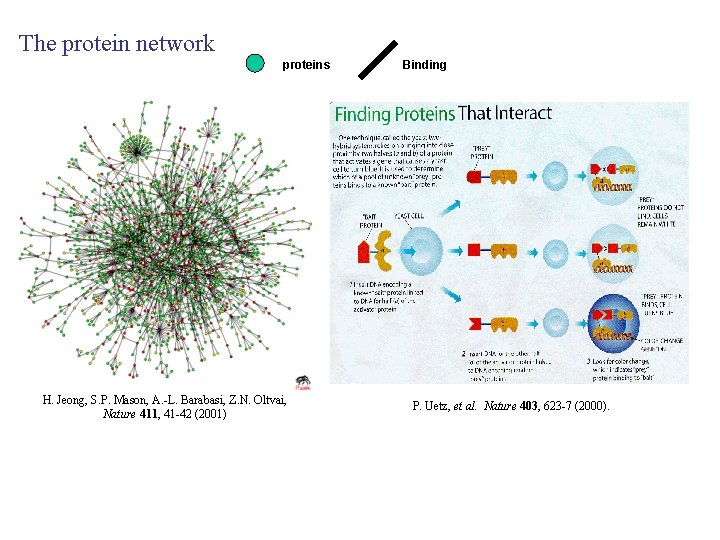 The protein network proteins H. Jeong, S. P. Mason, A. -L. Barabasi, Z. N.