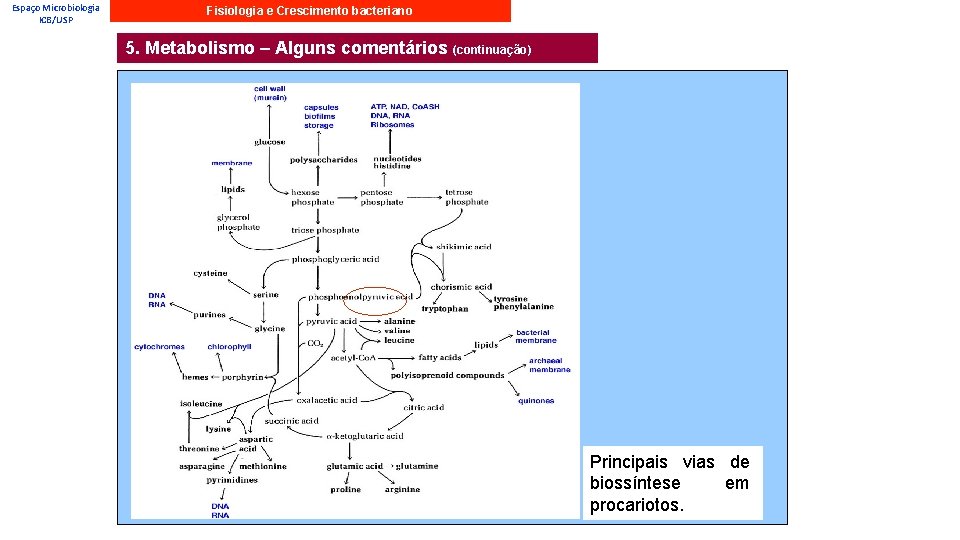 Espaço Microbiologia ICB/USP Fisiologia e Crescimento bacteriano 5. Metabolismo – Alguns comentários (continuação) Principais