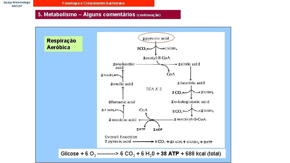 Espaço Microbiologia ICB/USP Fisiologia e Crescimento bacteriano 5. Metabolismo – Alguns comentários (continuação) Respiração