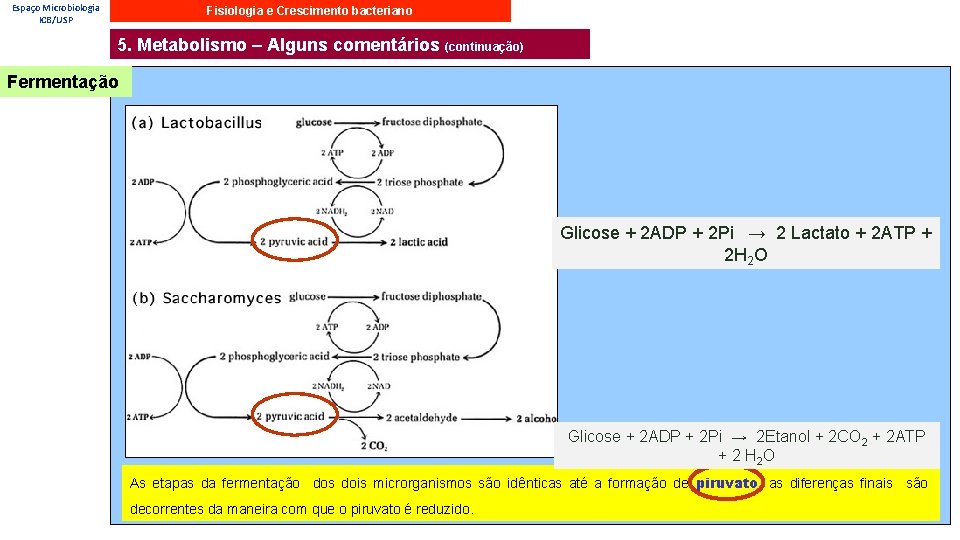 Espaço Microbiologia ICB/USP Fisiologia e Crescimento bacteriano 5. Metabolismo – Alguns comentários (continuação) Fermentação