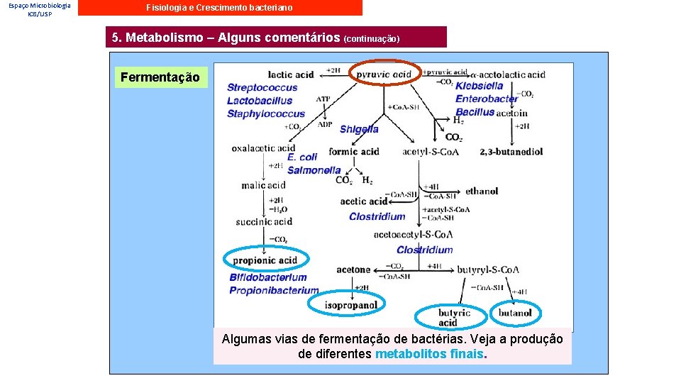 Espaço Microbiologia ICB/USP Fisiologia e Crescimento bacteriano 5. Metabolismo – Alguns comentários (continuação) Fermentação