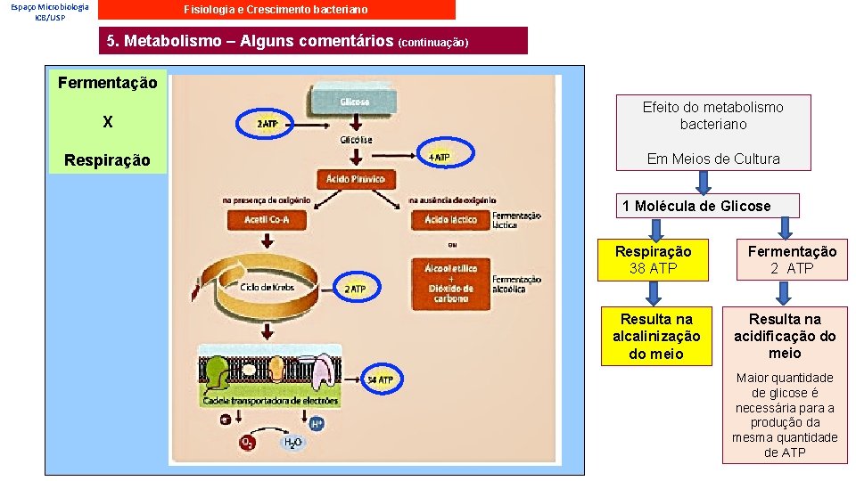 Espaço Microbiologia ICB/USP Fisiologia e Crescimento bacteriano 5. Metabolismo – Alguns comentários (continuação) Fermentação