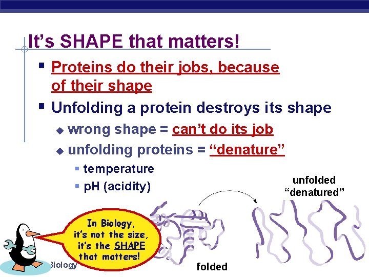 It’s SHAPE that matters! § Proteins do their jobs, because § of their shape