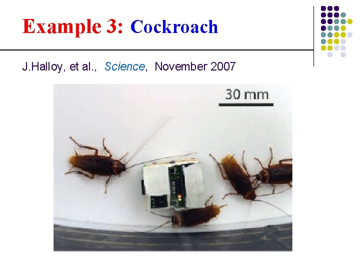 Example 3: Cockroach J. Halloy, et al. , Science, November 2007 
