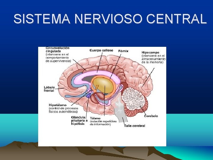 SISTEMA NERVIOSO CENTRAL 