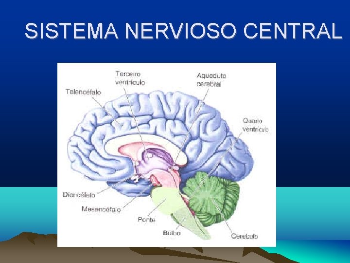 SISTEMA NERVIOSO CENTRAL 