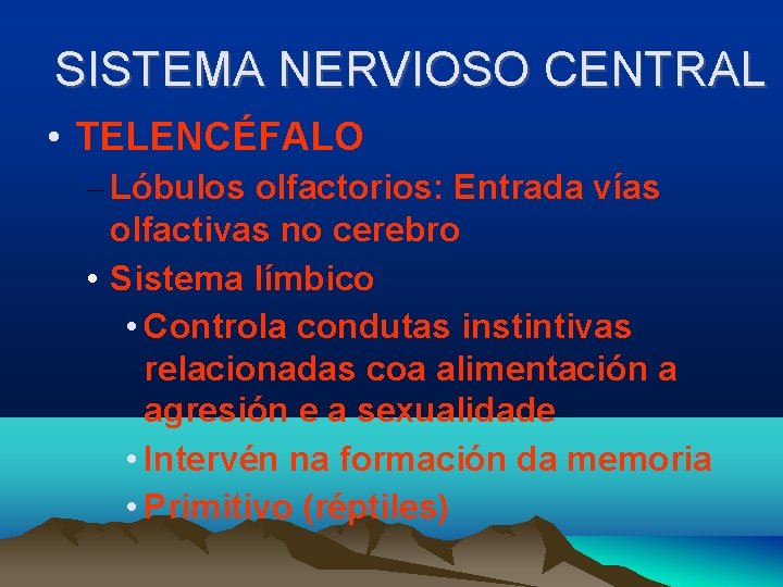 SISTEMA NERVIOSO CENTRAL • TELENCÉFALO – Lóbulos olfactorios: Entrada vías olfactivas no cerebro •