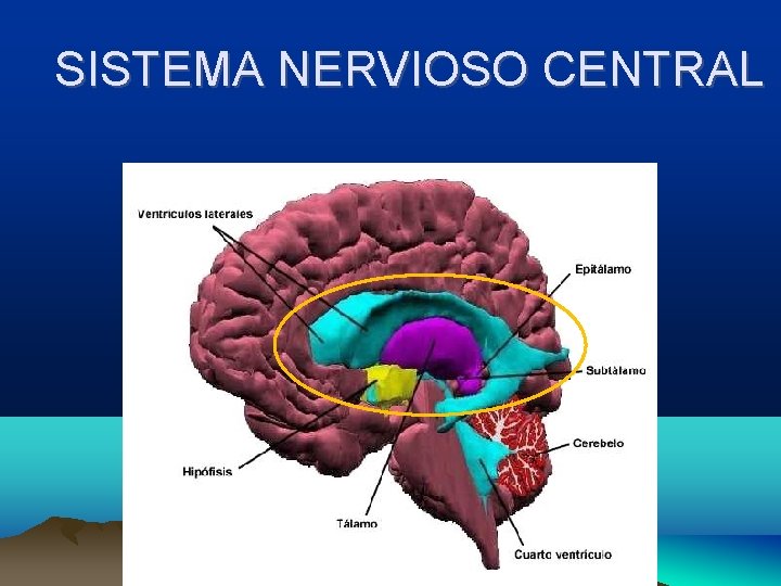 SISTEMA NERVIOSO CENTRAL 
