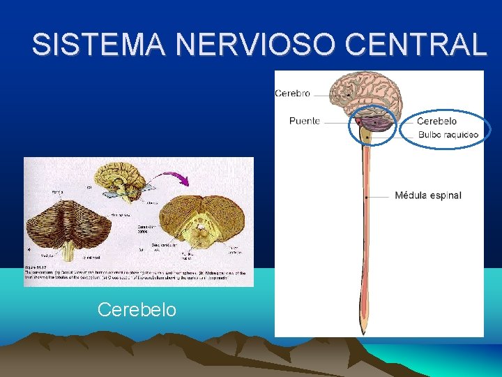 SISTEMA NERVIOSO CENTRAL Cerebelo 