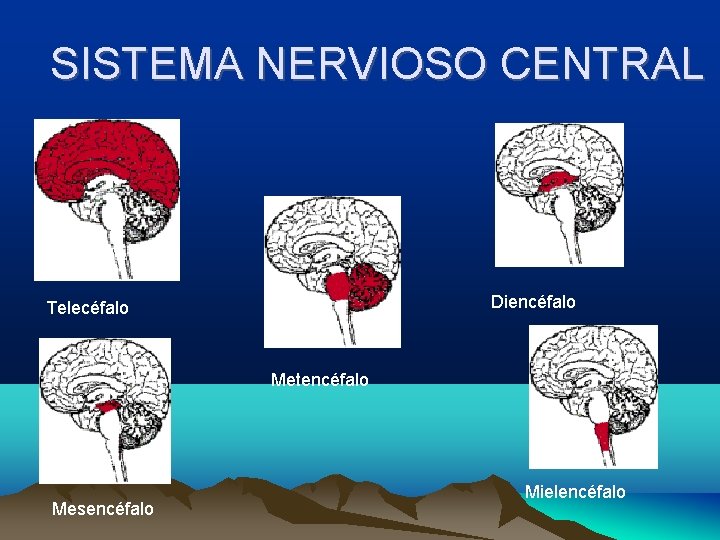 SISTEMA NERVIOSO CENTRAL Diencéfalo Telecéfalo Metencéfalo Mesencéfalo Mielencéfalo 