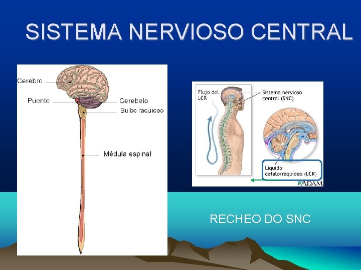 SISTEMA NERVIOSO CENTRAL RECHEO DO SNC 