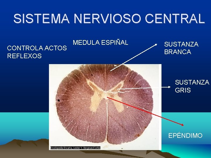 SISTEMA NERVIOSO CENTRAL CONTROLA ACTOS REFLEXOS MEDULA ESPIÑAL SUSTANZA BRANCA SUSTANZA GRIS EPÉNDIMO 