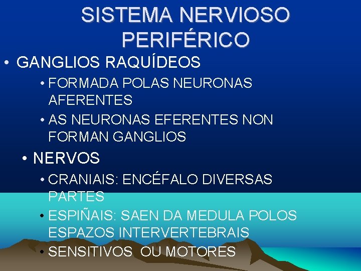 SISTEMA NERVIOSO PERIFÉRICO • GANGLIOS RAQUÍDEOS • FORMADA POLAS NEURONAS AFERENTES • AS NEURONAS