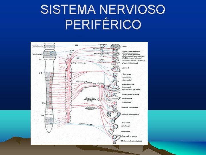 SISTEMA NERVIOSO PERIFÉRICO 