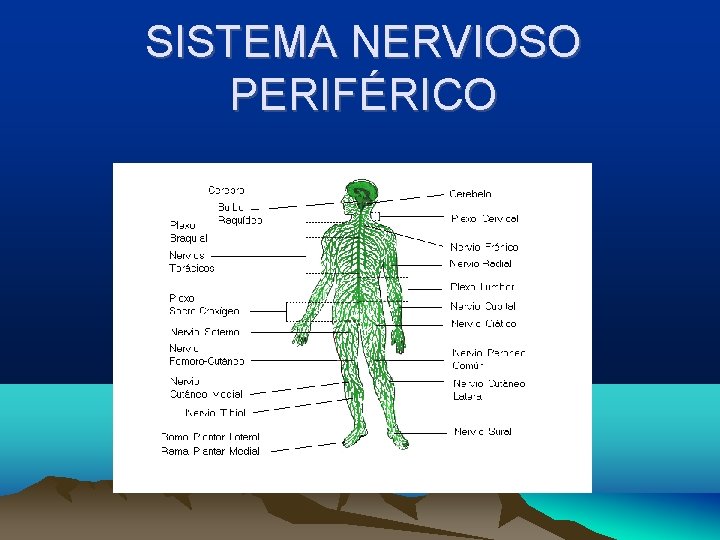 SISTEMA NERVIOSO PERIFÉRICO 