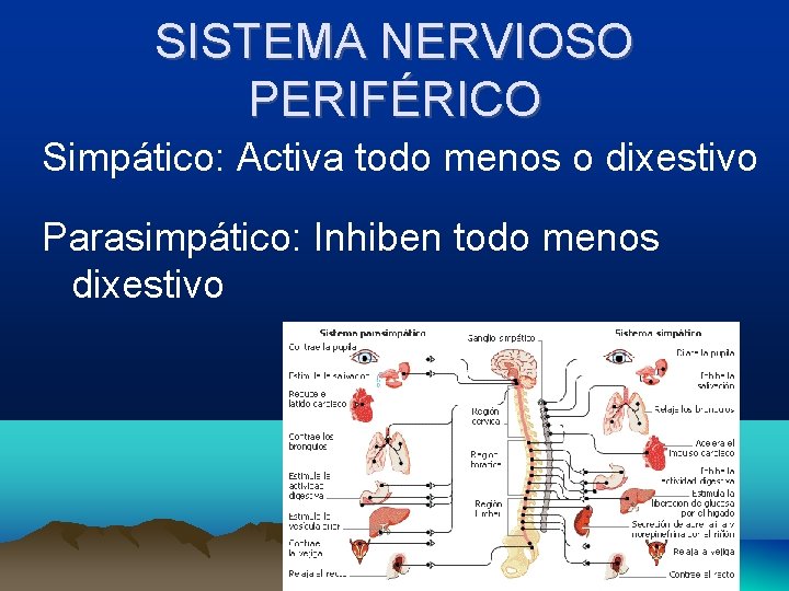 SISTEMA NERVIOSO PERIFÉRICO Simpático: Activa todo menos o dixestivo Parasimpático: Inhiben todo menos dixestivo
