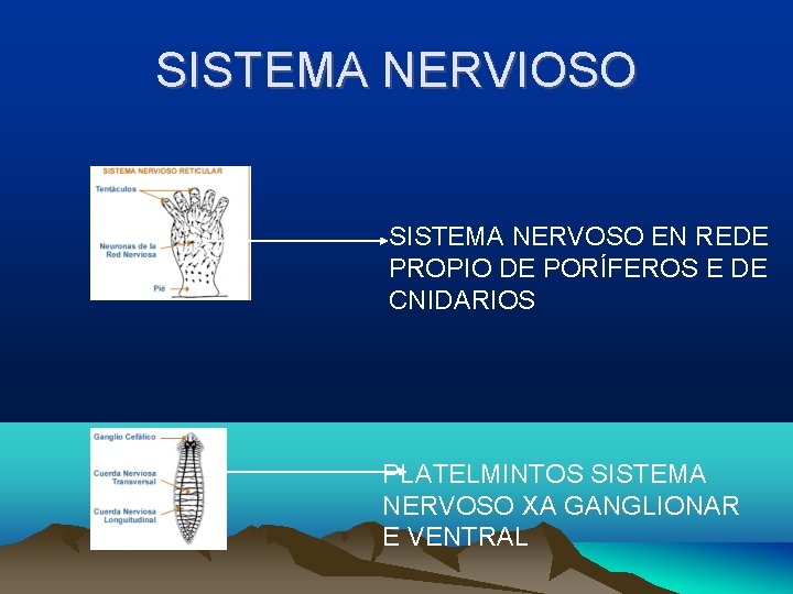 SISTEMA NERVIOSO SISTEMA NERVOSO EN REDE PROPIO DE PORÍFEROS E DE CNIDARIOS PLATELMINTOS SISTEMA