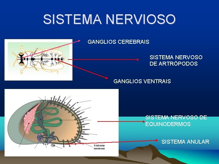 SISTEMA NERVIOSO GANGLIOS CEREBRAIS SISTEMA NERVOSO DE ARTRÓPODOS GANGLIOS VENTRAIS SISTEMA NERVOSO DE EQUINODERMOS