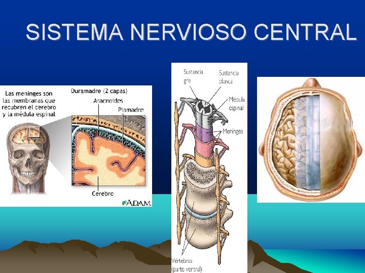SISTEMA NERVIOSO CENTRAL 
