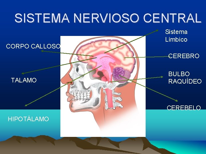 SISTEMA NERVIOSO CENTRAL Sistema Límbico CORPO CALLOSO CEREBRO TALAMO BULBO RAQUÍDEO CEREBELO HIPOTÁLAMO 