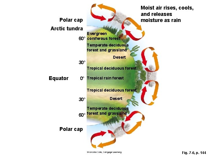 Moist air rises, cools, and releases moisture as rain Polar cap Arctic tundra Evergreen