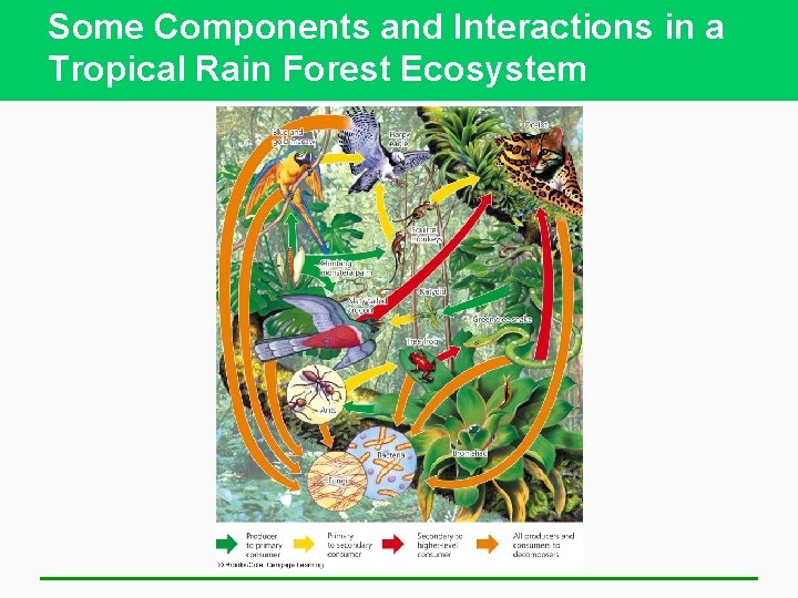 Some Components and Interactions in a Tropical Rain Forest Ecosystem 