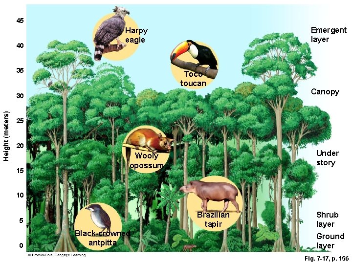 45 40 Emergent layer Harpy eagle 35 Toco toucan Height (meters) 30 Canopy 25