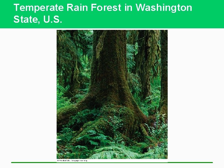Temperate Rain Forest in Washington State, U. S. 