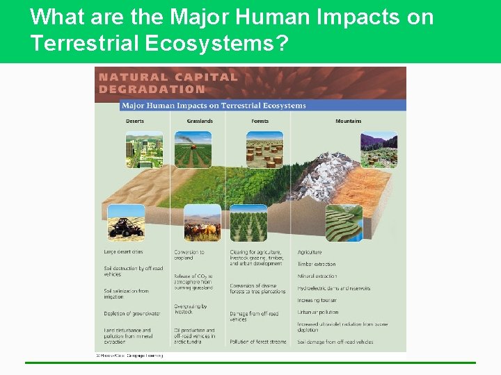 What are the Major Human Impacts on Terrestrial Ecosystems? 
