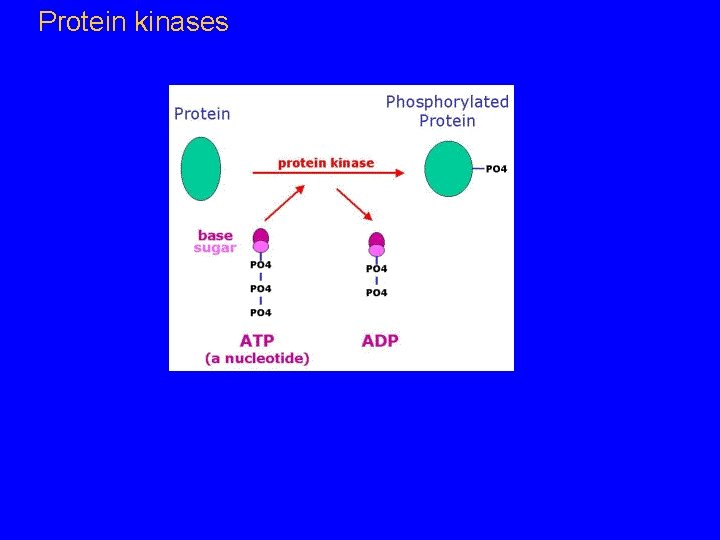 Protein kinases 