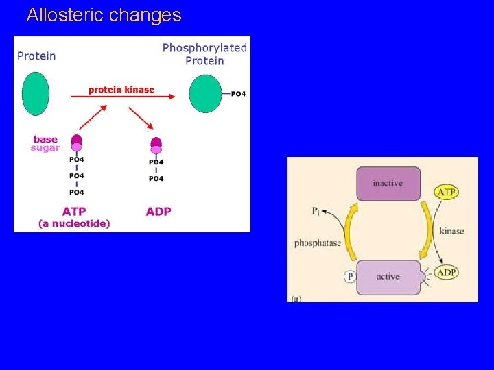 Allosteric changes 
