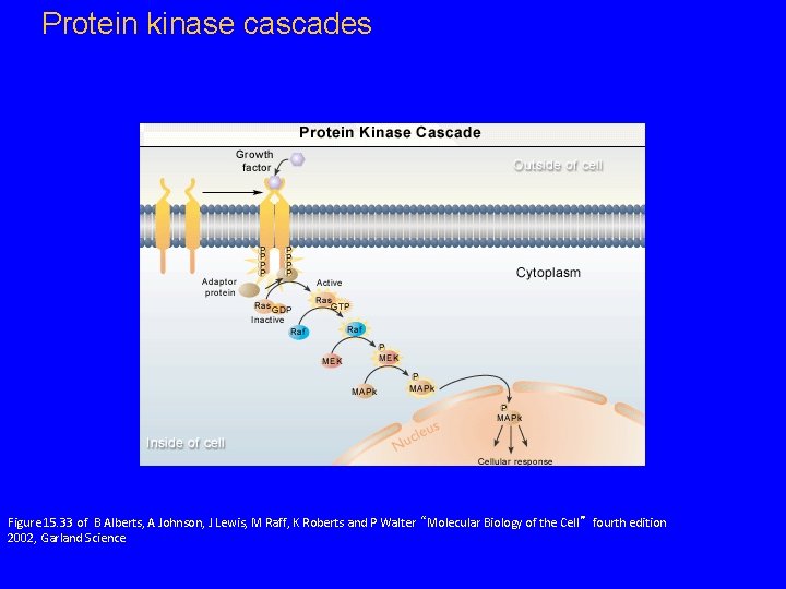 Protein kinase cascades Figure 15. 33 of B Alberts, A Johnson, J Lewis, M