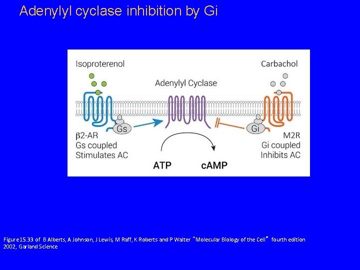 Adenylyl cyclase inhibition by Gi Figure 15. 33 of B Alberts, A Johnson, J