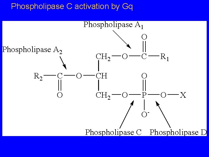 Phospholipase C activation by Gq 