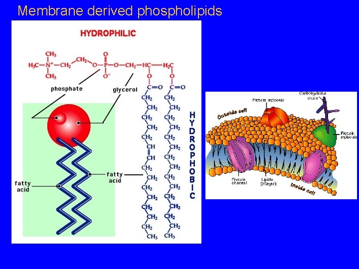 Membrane derived phospholipids 