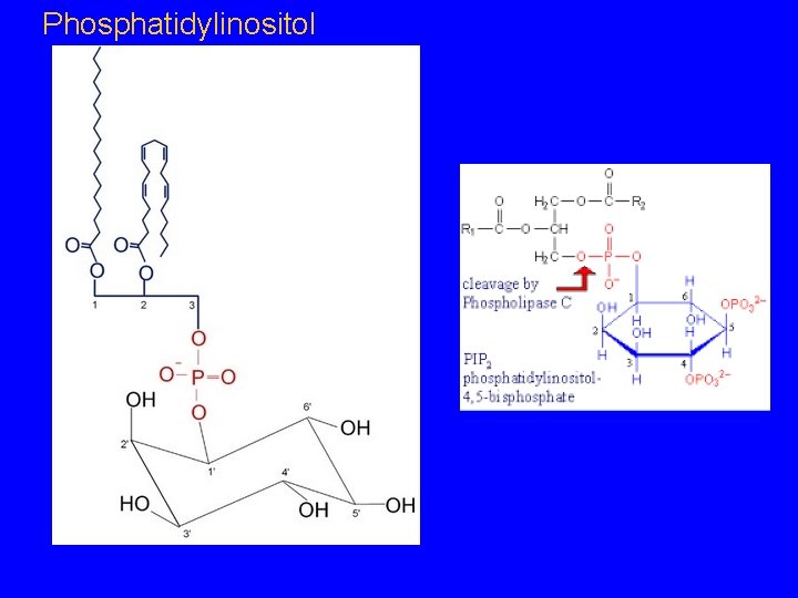 Phosphatidylinositol 