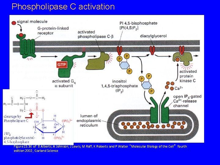 Phospholipase C activation Figure 15. 36 of B Alberts, A Johnson, J Lewis, M