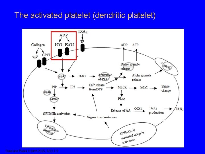 The activated platelet (dendritic platelet) Food and Public Health 2015, 5(1): 1 -9 