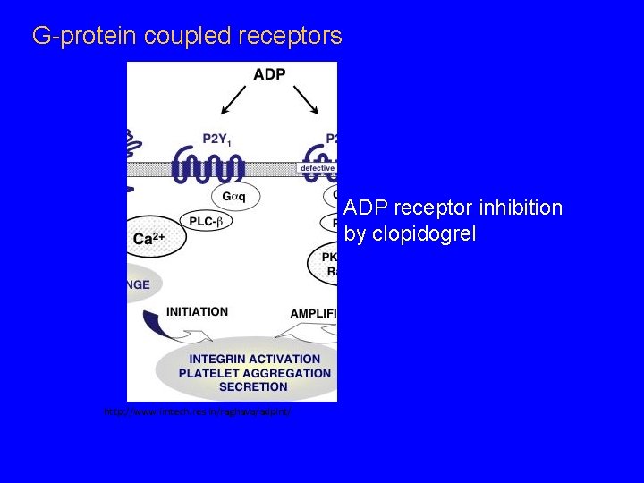 G-protein coupled receptors ADP receptor inhibition by clopidogrel http: //www. imtech. res. in/raghava/adpint/ 