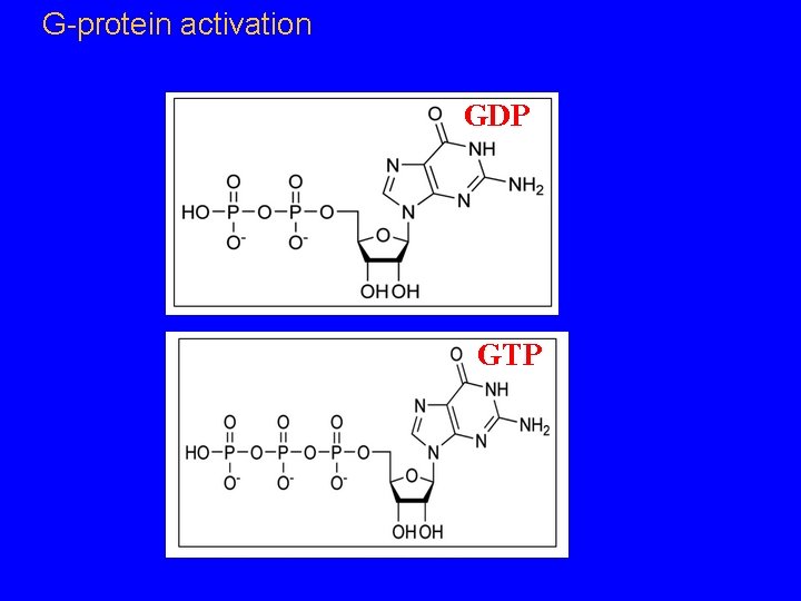 G-protein activation GDP GTP 