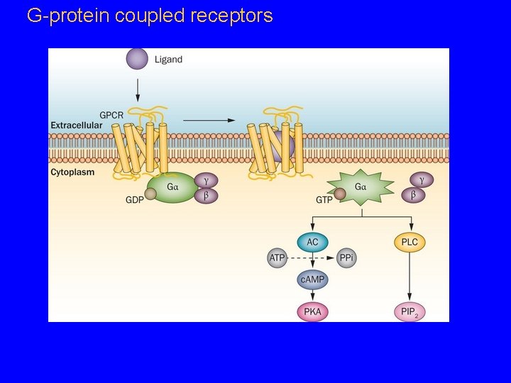 G-protein coupled receptors 
