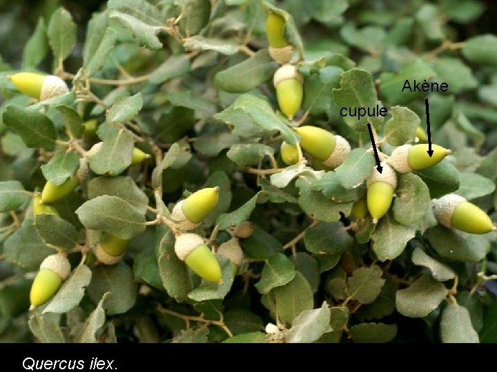 Gland du Chêne cupule Quercus ilex. Akène Gland du Chêne cupule Quercus ilex. Akène