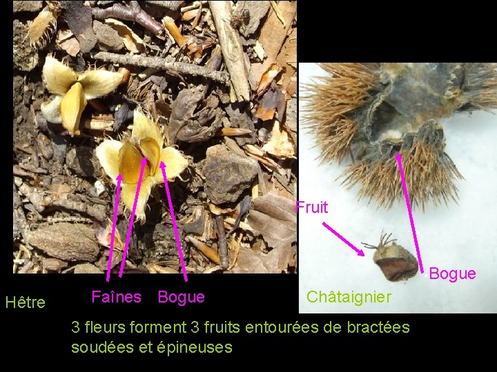 Châtaigne+faîne Fruit Bogue Hêtre Faînes Bogue Châtaignier 3 fleurs forment 3 fruits entourées de Châtaigne+faîne Fruit Bogue Hêtre Faînes Bogue Châtaignier 3 fleurs forment 3 fruits entourées de
